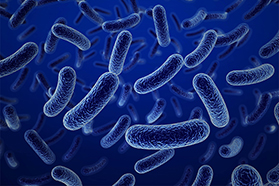 有害微生物及病毒分类